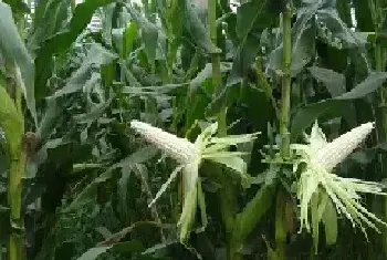 早糯玉米种植时间，每种种植方式的种植时间有所区别