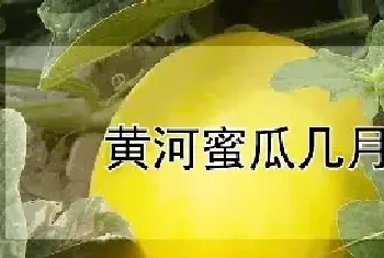 黄河蜜瓜几月成熟