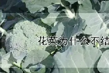 花菜为什么不结花球