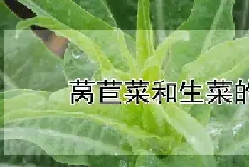 莴苣菜和生菜的区别