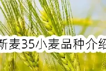 新麦35小麦品种介绍