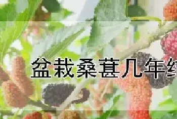 盆栽桑葚几年结果