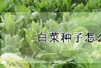 白菜种子怎么种