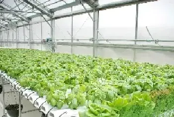 水培蔬菜有哪些种植方法，什么季节适合栽培水培蔬菜