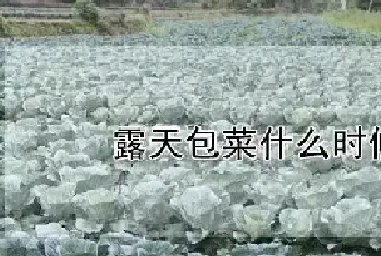 露天包菜什么时候种植