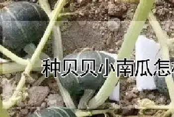 种贝贝小南瓜怎样搭架