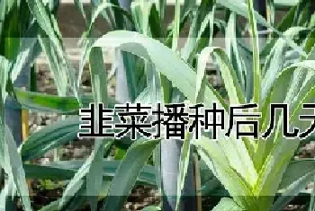 韭菜播种后几天出苗