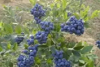 蓝莓种植的园地选择及定植方法