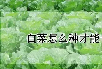 白菜怎么种才能长得好