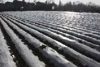 地膜玉米种植时间和方法介绍