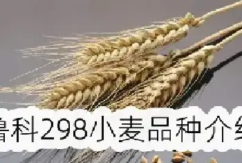 鲁科298小麦品种介绍