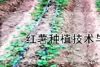 红薯种植技术与管理