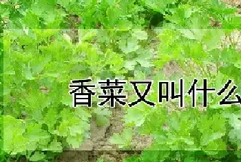 香菜又叫什么名字