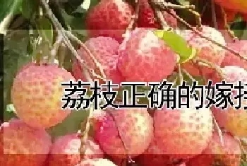 荔枝正确的嫁接方法