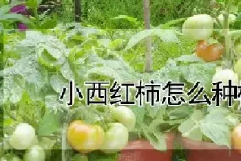 小西红柿怎么种植盆栽