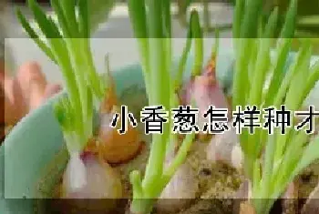 小香葱怎样种才粗壮