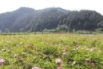 盆栽芍药的种植技巧及注意事项