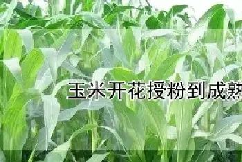 玉米开花授粉到成熟要多久