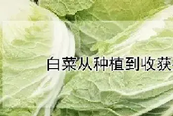 白菜从种植到收获要多久