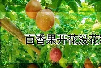 百香果开花没花粉原因