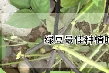 绿豆最佳种植时间