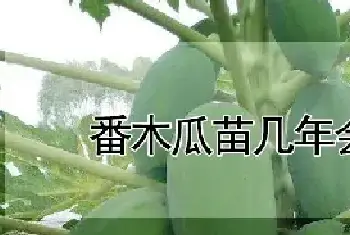 番木瓜苗几年会结果