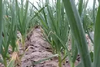 青蒜种植技术 种植大蒜的技术和要点