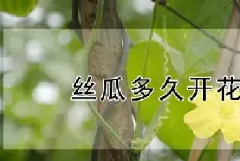 丝瓜多久开花结果