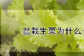 盆栽生菜为什么长不大