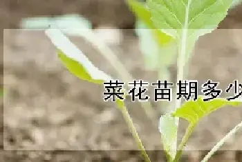 菜花苗期多少天