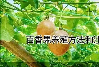 百香果养殖方法和注意事项