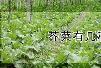 芥菜有几种