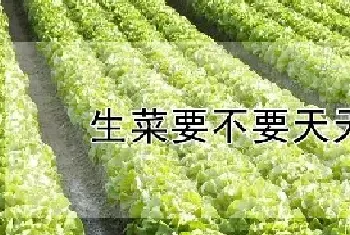 生菜要不要天天浇水