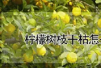 柠檬树枝干枯怎么挽救