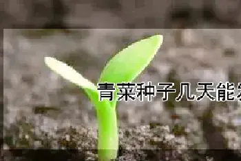 青菜种子几天能发芽