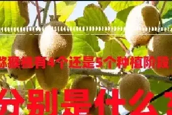 猕猴桃有4个还是5个种植阶段？分别是什么？