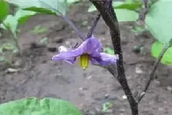 茄子连续开花结果有什么好办法