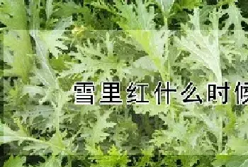 雪里红什么时候成熟