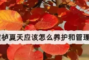 黄栌夏天应该怎么养护和管理？