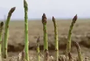 懒人蔬菜芦笋种植生长环境要求