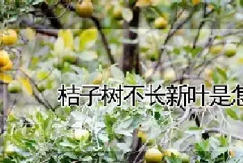 桔子树不长新叶是怎么回事