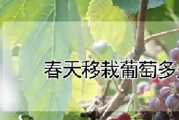 春天移栽葡萄多久发芽