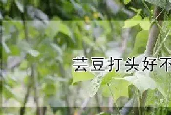 芸豆打头好不好