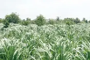 甜象草种植技术和方法讲解