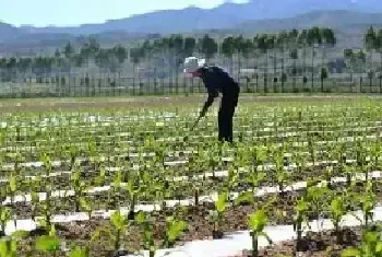 玉米苗期如何除草?学会这四个小技巧除草不伤苗!