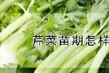 芹菜苗期怎样管理