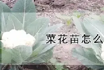 菜花苗怎么种