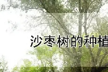 沙枣树的种植方法