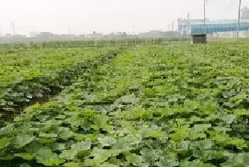 南瓜栽培想实现丰产，植株调整三步骤非常重要！