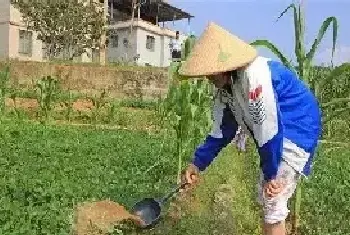 种植花生如何灌水?花生的科学灌溉方式介绍